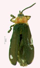   Craspedonispa  habitus. 